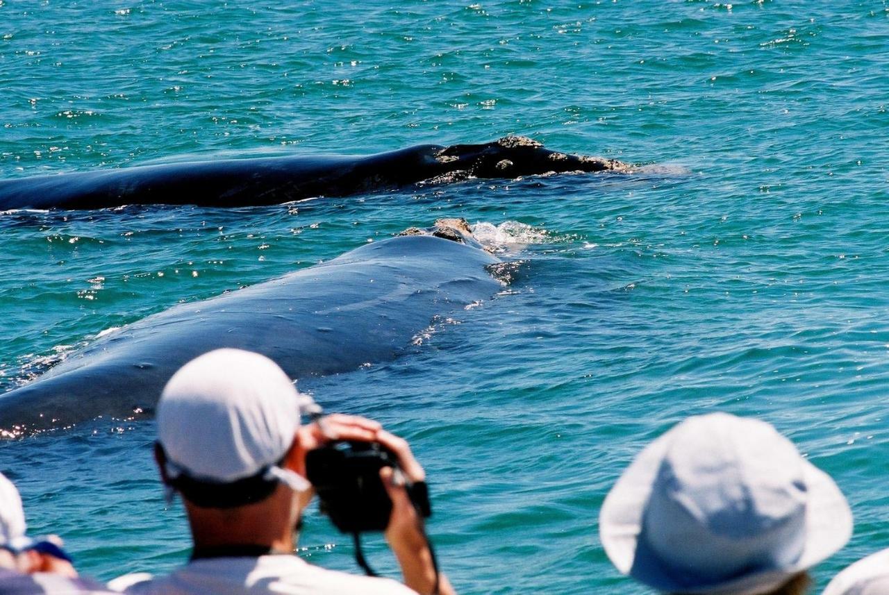 The Whale On Main B&B Hermanus Εξωτερικό φωτογραφία